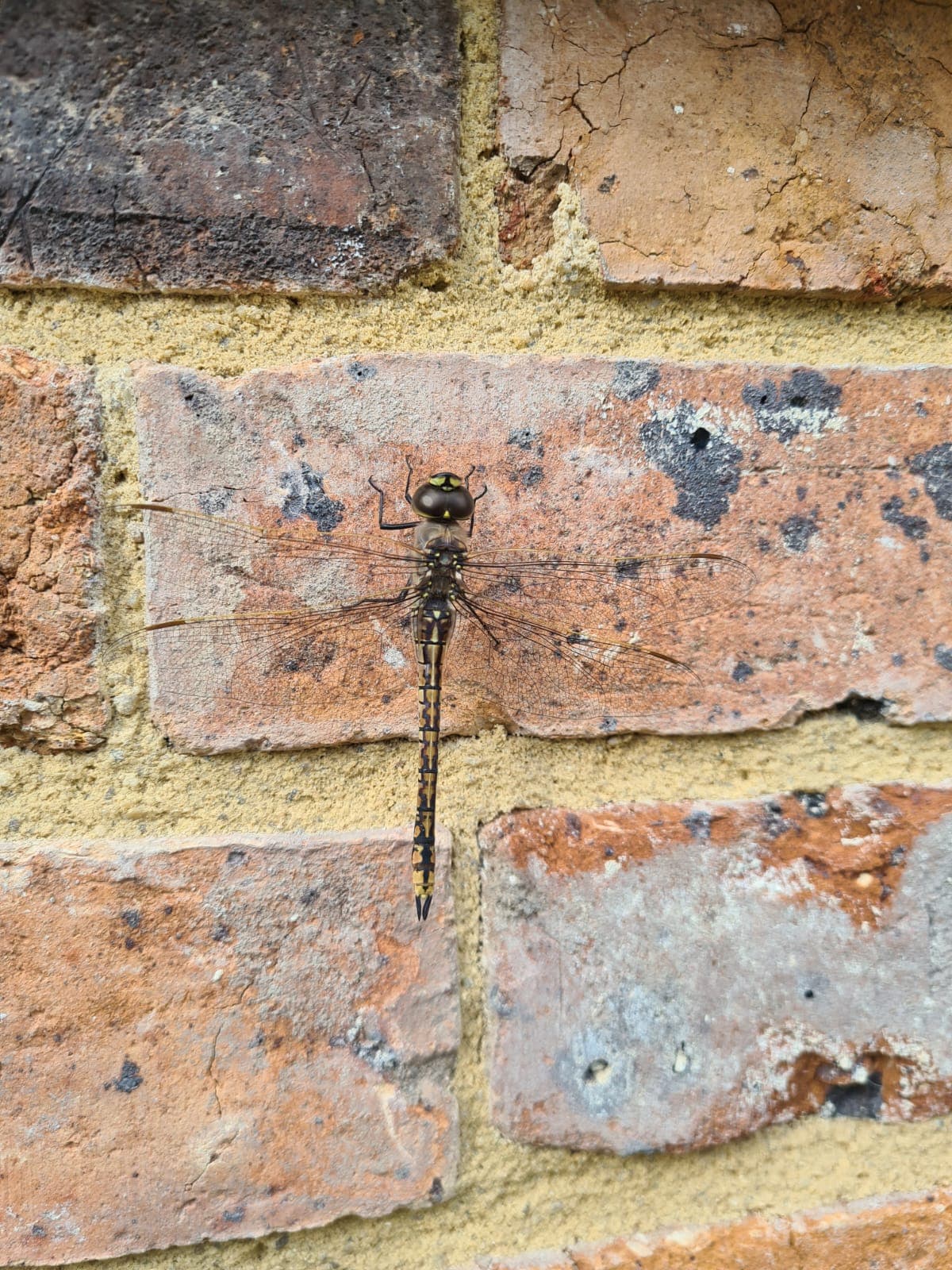 A dragonfly resting on the new brickwork of the restored Cairo flats heritage wall, Fitzroy